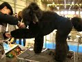 Peluquería canina del Caniche Gigante, realizado en exposición