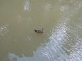 Ente in der Fasanerie Wiesbaden