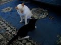 Neo the Terrible (kitten)