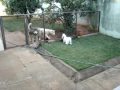 BELA - SHY TZU - atentando os outros 