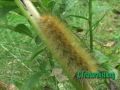 Yellow Bear Caterpillar - CTnaturalist Online