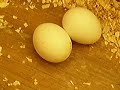 Our 1st clutch of baby cockatiels Our 1st clutch of baby cockatiels