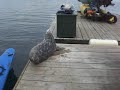 Harbor seals hops up on kayak deck.