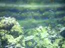 unterwasserwelt
