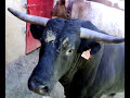 Toro saltarin