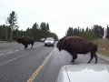 sunday, september 9th, 2007 buffalo crossing the main highway brought all traffic to a stop; directly in front of my car.  the ranger asked me to pull up close to the animal to help 