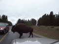 sunday, september 9th, 2007 buffalo crossing the main highway brought all traffic to a stop; directly in front of my car.  the ranger asked me to pull up close to the animal to help 
