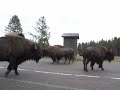 sunday, september 9th, 2007 buffalo crossing the main highway brought all traffic to a stop; directly in front of my car.  the ranger asked me to pull up close to the animal to help 