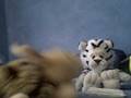 videos de Battle for Animals Part 1