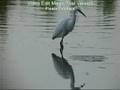 Garceta común (Egretta garzetta)