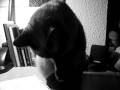 videos de Bunny Cat