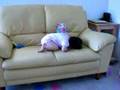 videos de meigan