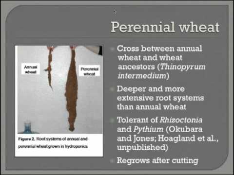 how to replant wheat