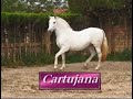 Andalusian horse Europe