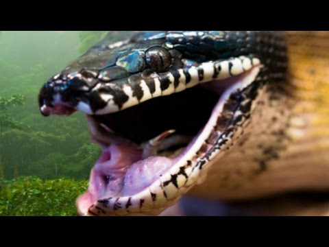 YouTube reptile video