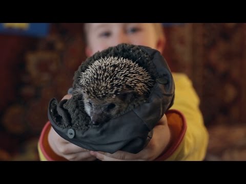 Ёжик - Короткометражный фильм