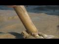 Razor Clam