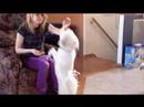 Puppy Dance