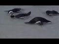 The Pengiuns Of Boulders Beach