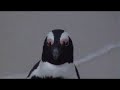 The Pengiuns Of Boulders Beach