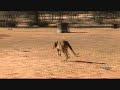 kangaroo & emu