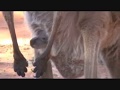 kangaroo & emu
