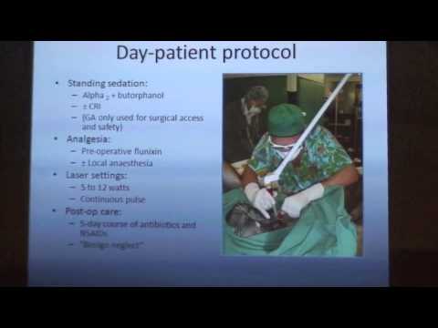how to treat equine sarcoids