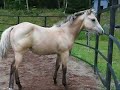2008 AQHA Buckskin Filly