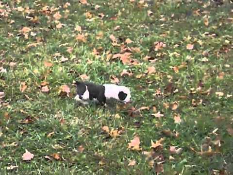 Puppy 8 Male. at 5 weeks old
