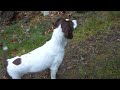 Ein wirklich “schauler” Hund