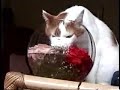 Cat Drinking Flower Water Cat Drinking Flower Water