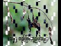 free Burma. Myanmar hiphop. Golden color revolution, Freedom song