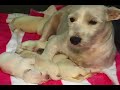 Operation Puppy Rescue Operation Puppy Rescue