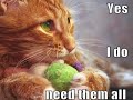 Amazing And Funny Cats Must See 
