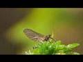 Leptophlebia Vespertina mayfly hatch
