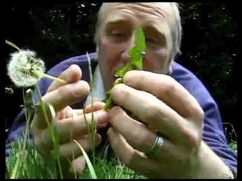 Kitchen Garden Video Diaries – Growing herbs in pots