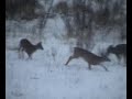 deer eat and fight
