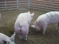 Swine Video