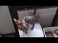 Meowing, chirping, yowls! Noisy Bengal cats talking Bengal