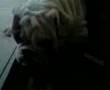 FATTEST AND LAZIEST BULLDOG IN THE WORLD!!