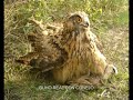 Aves rapaces. Centro cetrero \