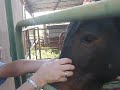 Mule Jumping Mule Jumping