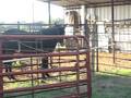 videos de Mule Jumping