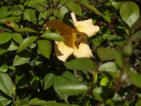 how to fertilize texas sage