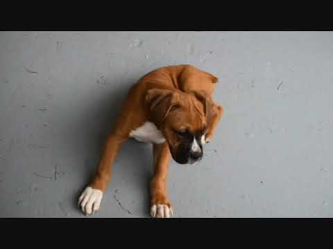 AKC Boxer Fawn Male Sam