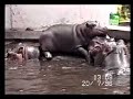Planets Funniest Animal - Amazing Planets Funniest Animal - Amazing
