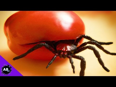 YouTube reptile video