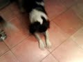 dopey dogs howling