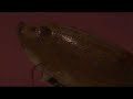 Bekijk muziek clip van Azure Ray met Other Than This World