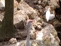 Squaking Sandhill Crane.MOD